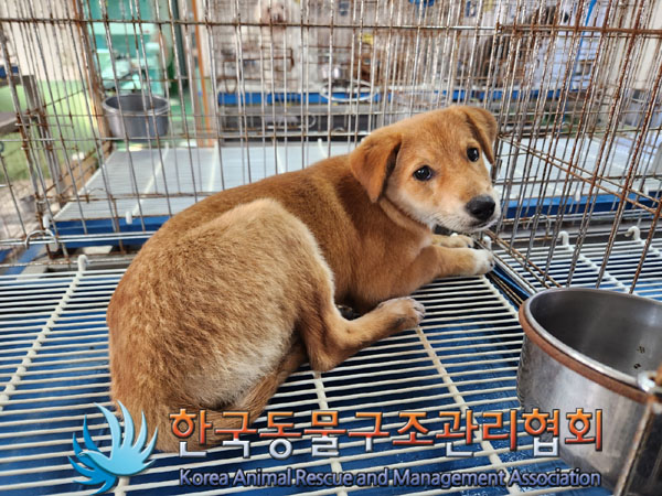 한국동물구조관리협회_441406202301265